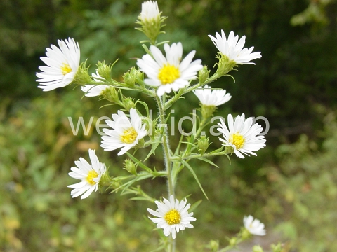 aster, white prairie